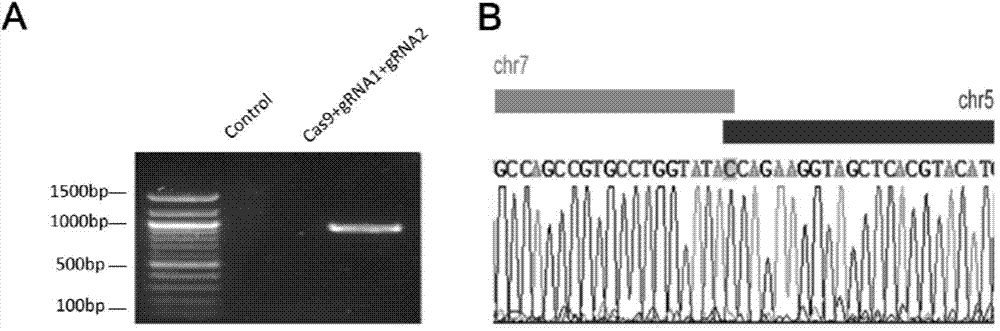 Method for constructing chromosome translocation stem cell and animal model by CRISPR-Cas9 technology