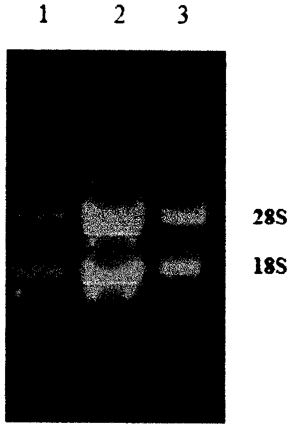 Method for extracting wheat total RNA