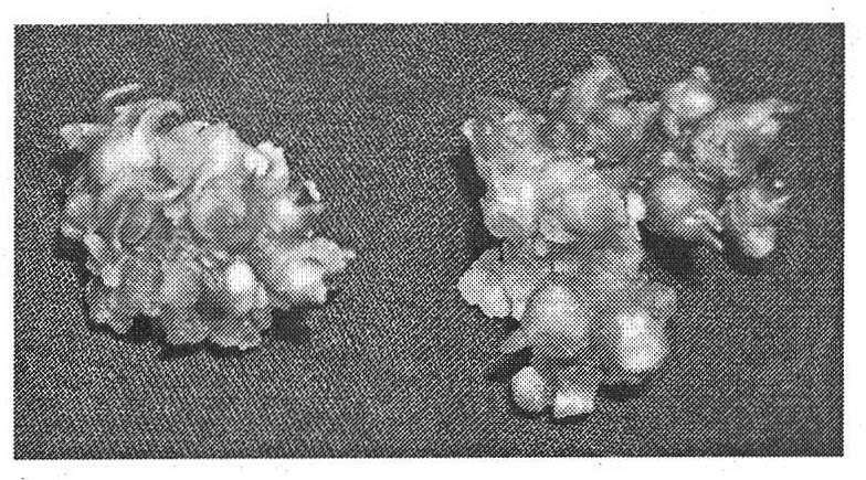 Pinellia tuber artificial seed stem production method