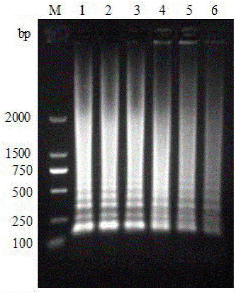 LAMP detection kit for Enterocytozoon hepatopenaei