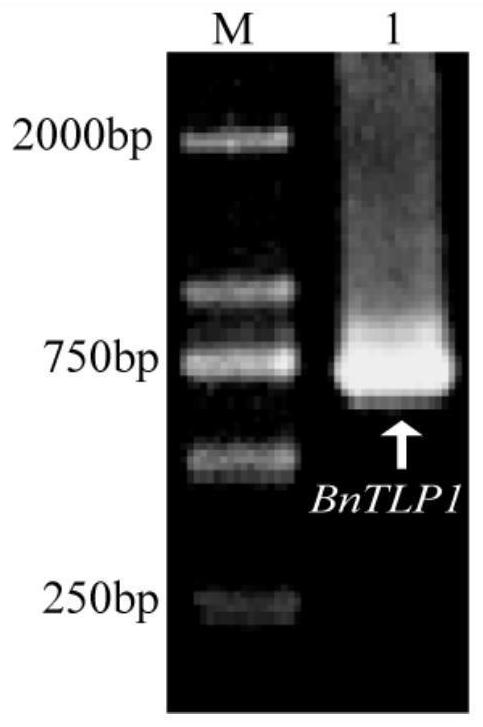 The bntlp1 gene regulating the resistance to Sclerotinia sclerotiorum in Brassica napus and its application