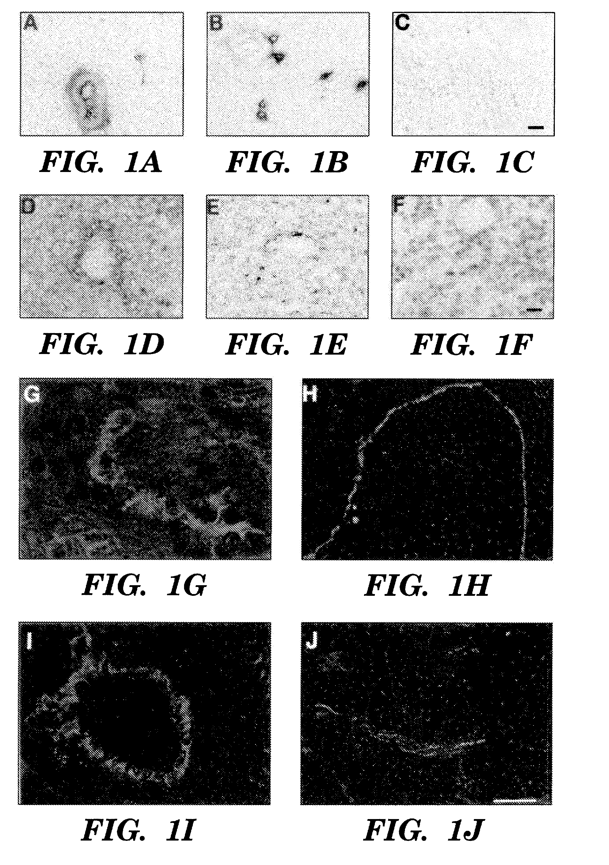 Methods for regulating angiogenesis and vascular integrity using trk receptor ligands