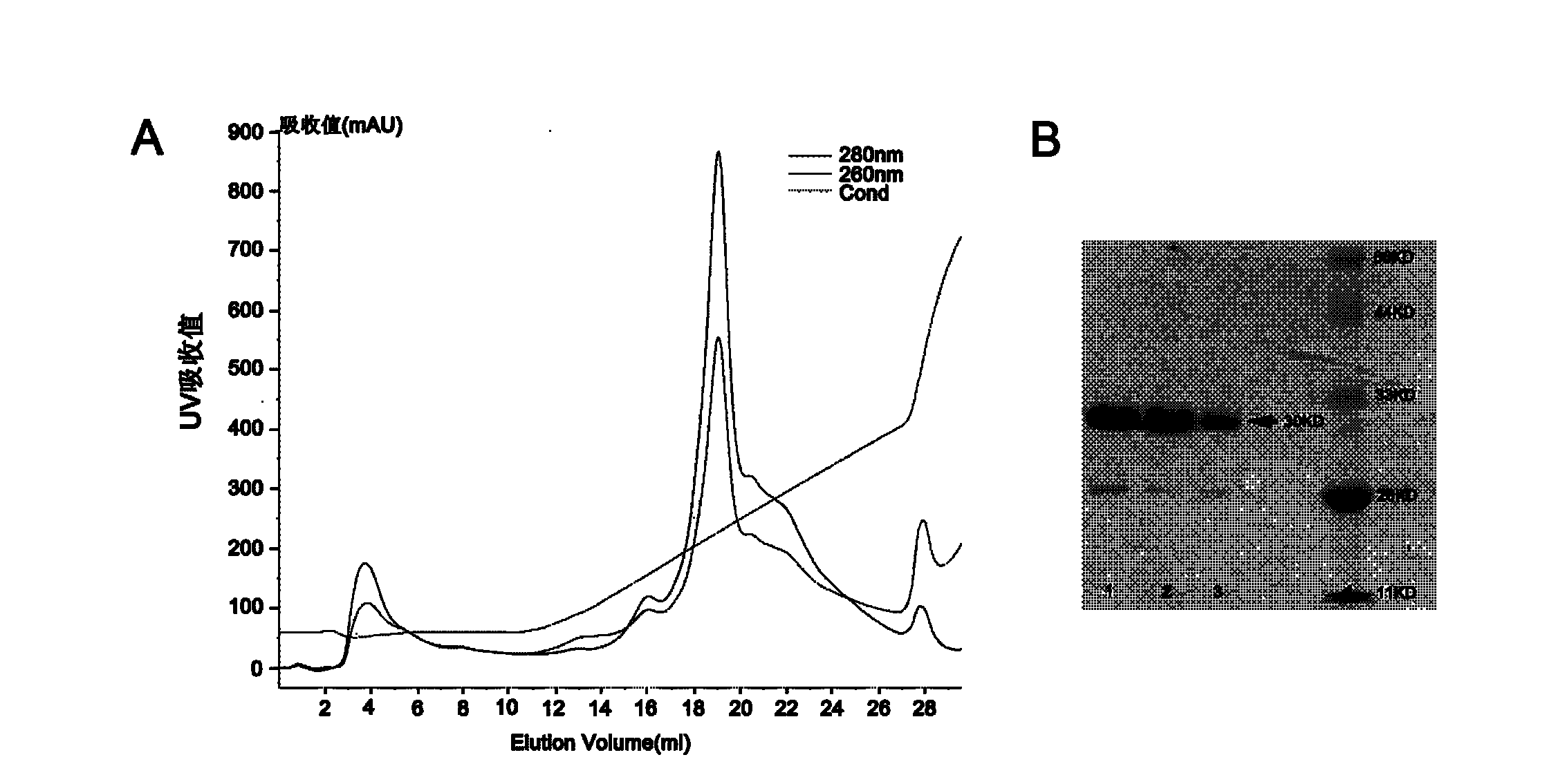 Expression and purification of amino terminal region of SARS coronavirus non-structural protein nsp2, and crystalline structure of amino terminal region