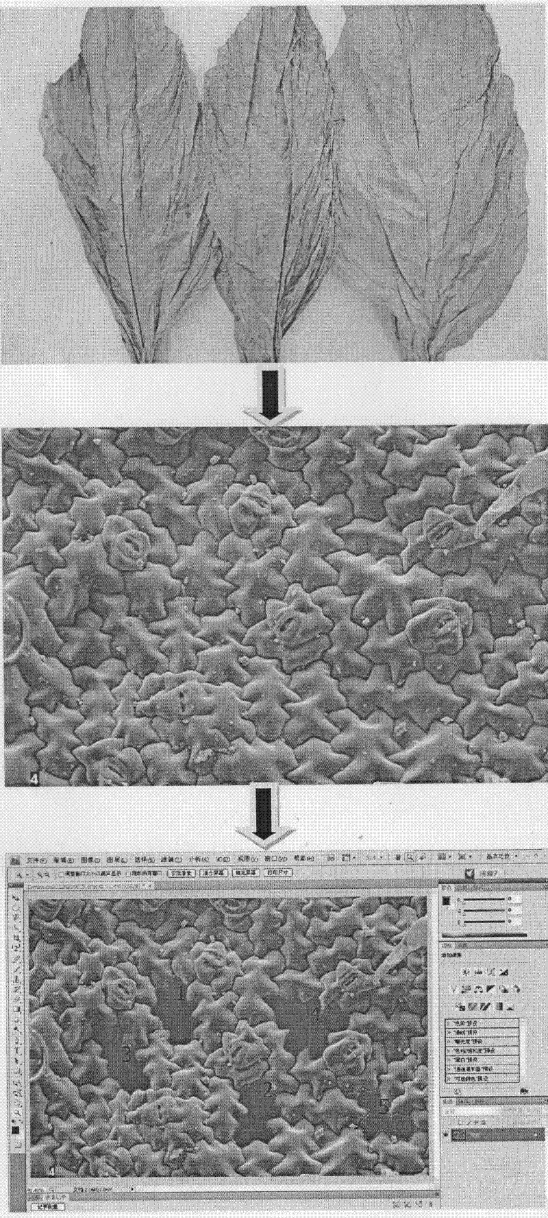 Method for quantificationally characterizing cell shape features of flue-cured tobacco leaves by utilizing Photoshop software
