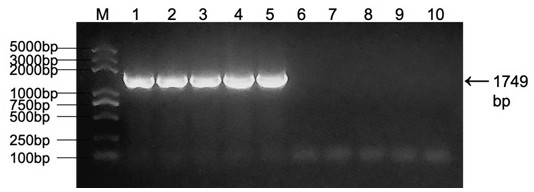 Flanking sequence of drought-resistant transgenic soybean event FvC5SD-L05 exogenous insertion element and application