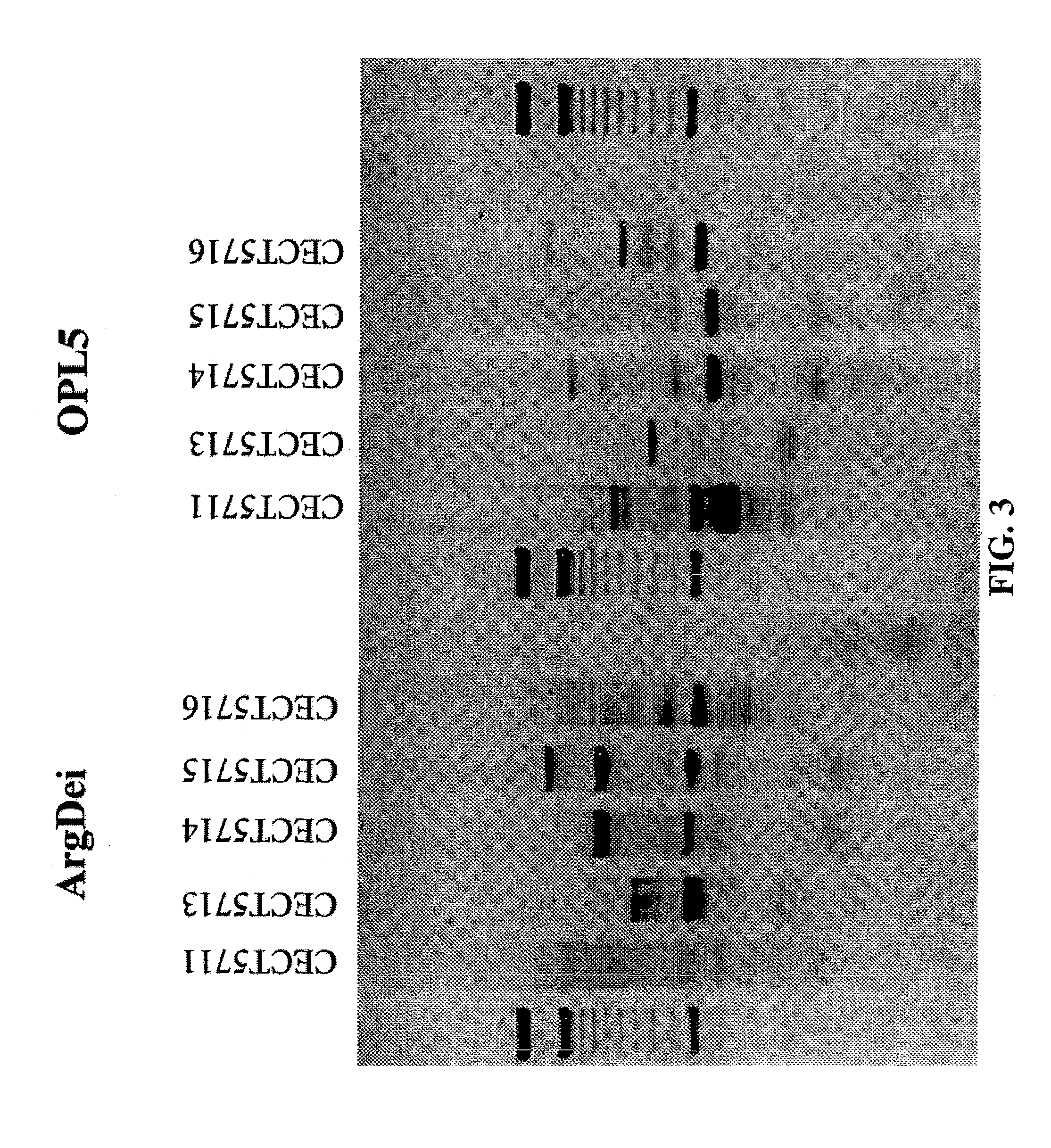 Probiotic strains, a process for the selection of them, compositions thereof, and their use