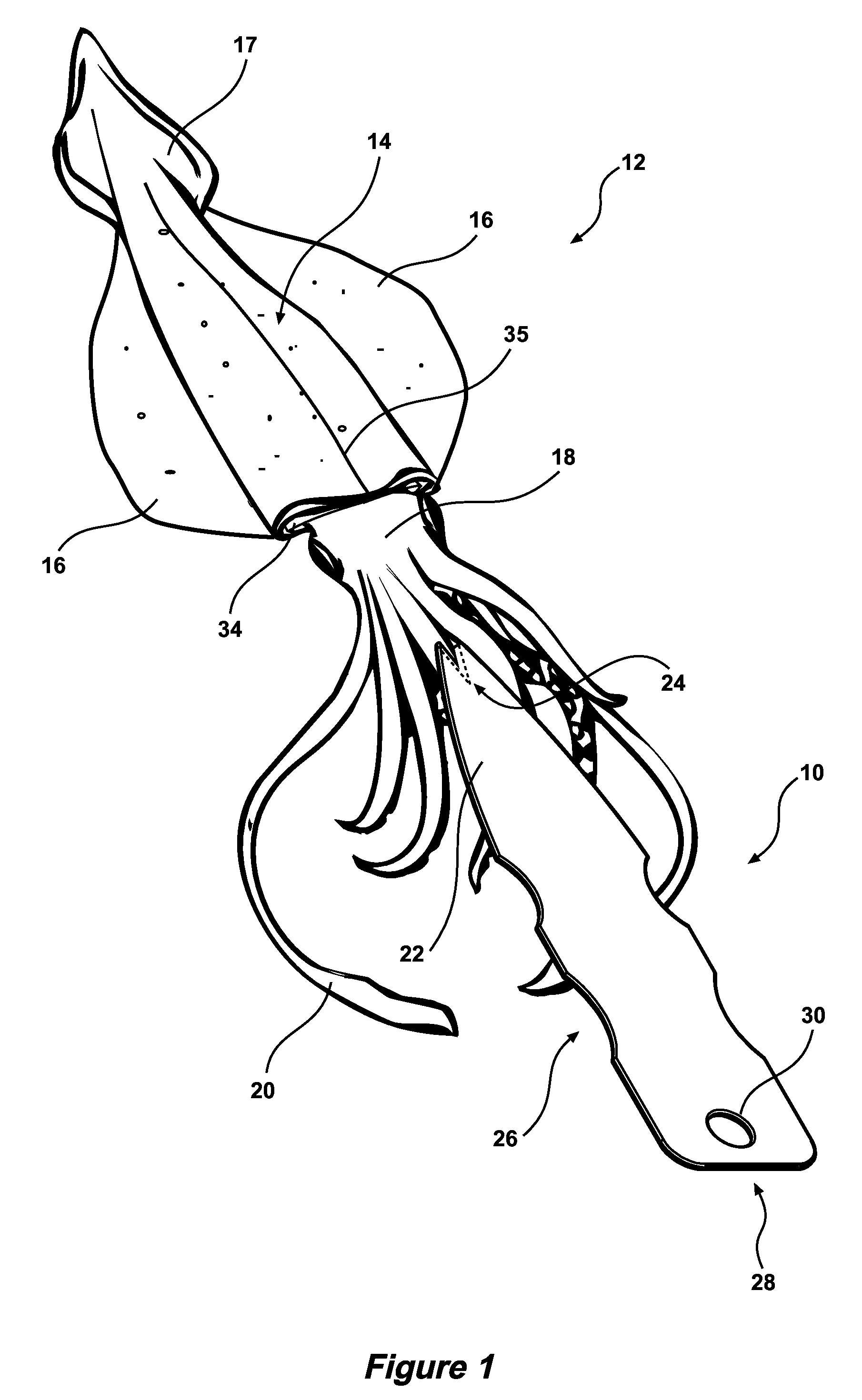 Cephalopod filleting and cleaning apparatus