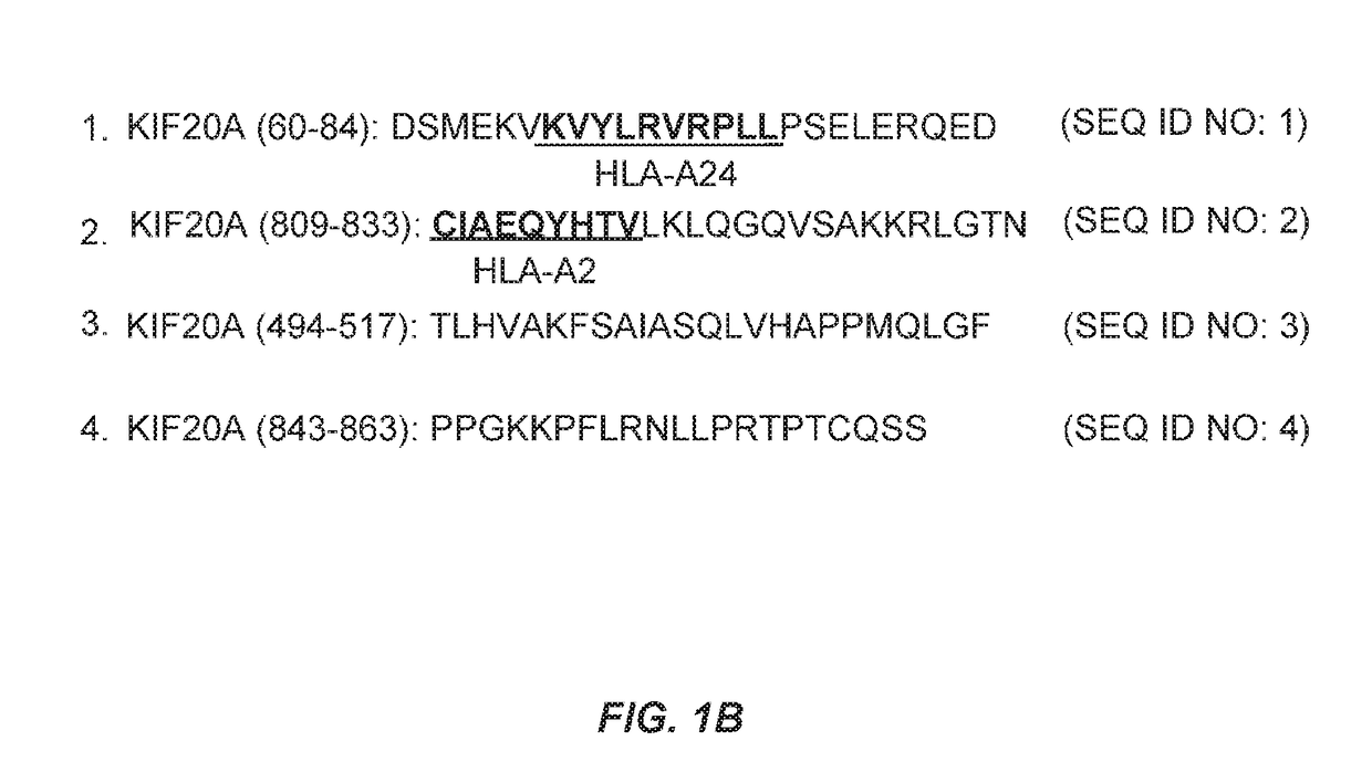 KIF20A Epitope Peptides for TH1 Cells and Vaccines Containing the Same