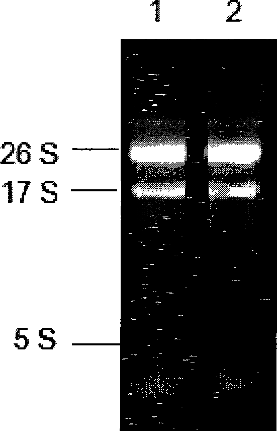 Orotidine-5'-phosphate decarboxylase gene, and protein and use thereof