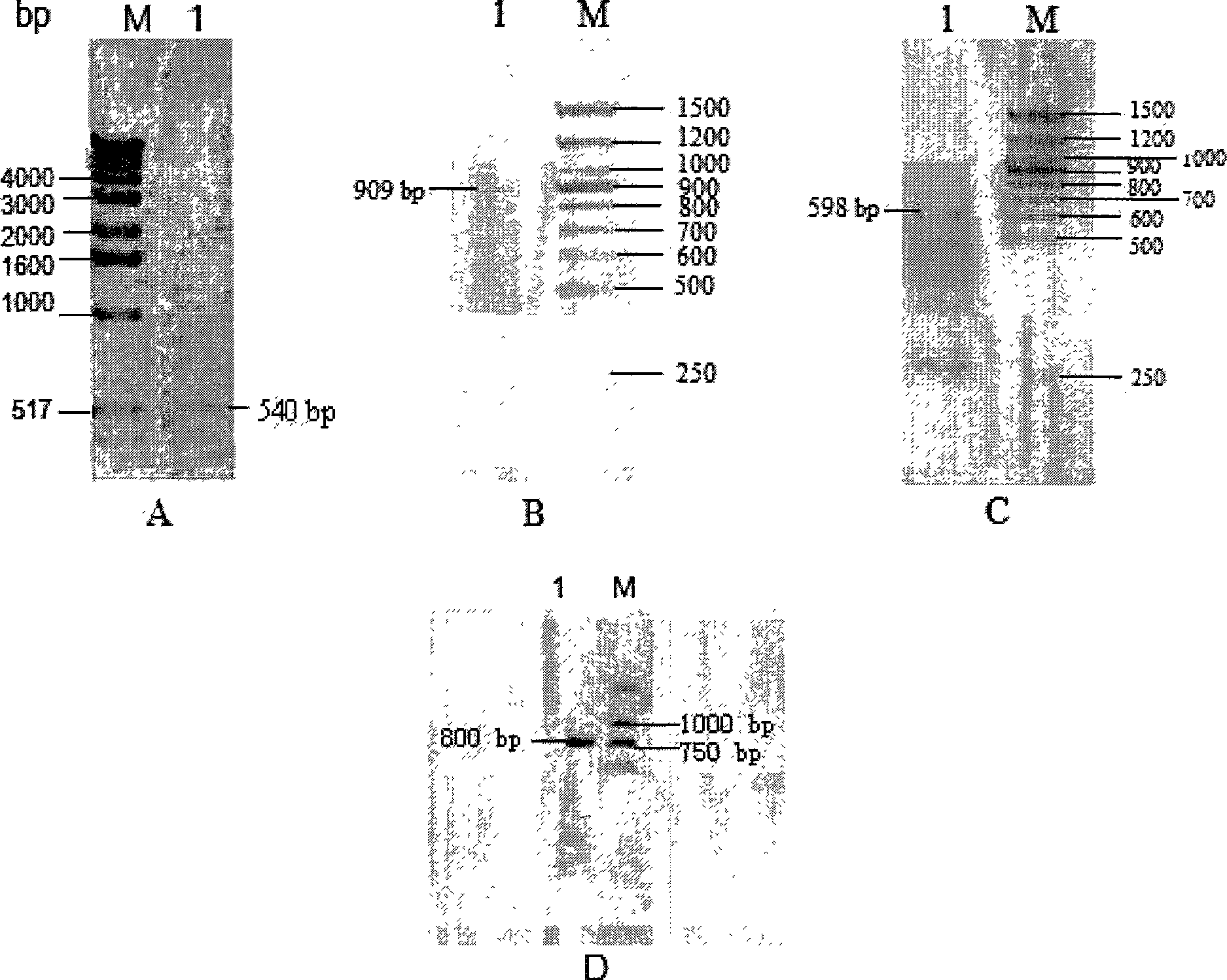 Orotidine-5'-phosphate decarboxylase gene, and protein and use thereof