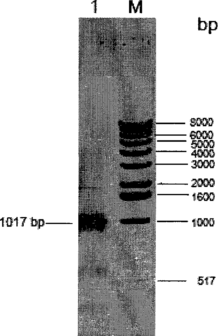 Orotidine-5'-phosphate decarboxylase gene, and protein and use thereof