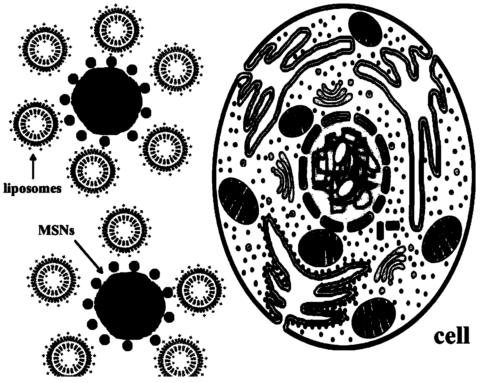 Method for improving efficiency of meso-porous silicon nano materials entering into cells by utilizing cationic liposome