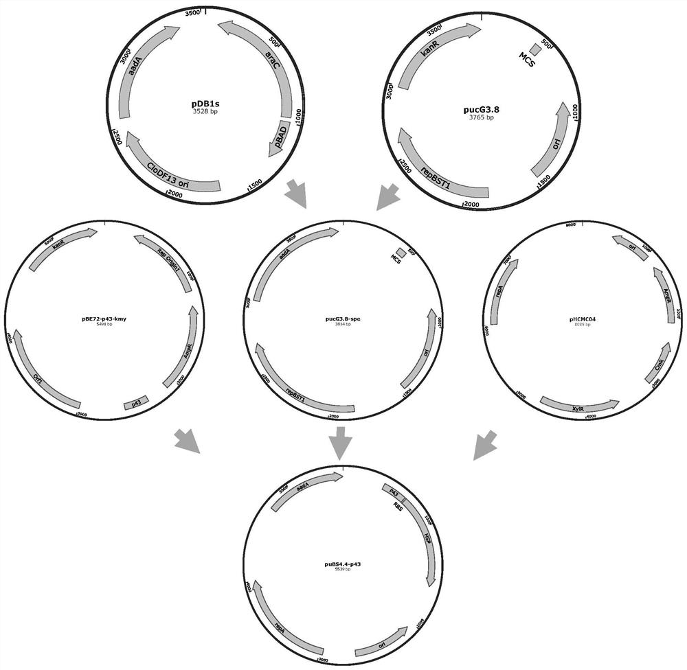 Application of Heat Shock Protein Gene from Thermophilic Bacteria