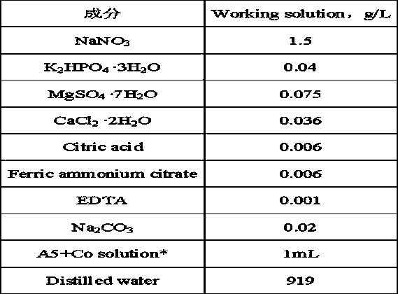 A cellulosic alga rich in oil and its cultivation application