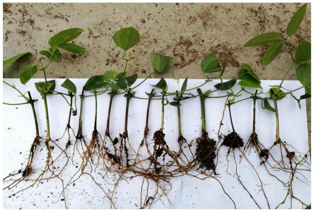 Cutting rapid propagation method of clematis armandii