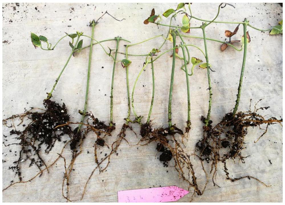 Cutting rapid propagation method of clematis armandii