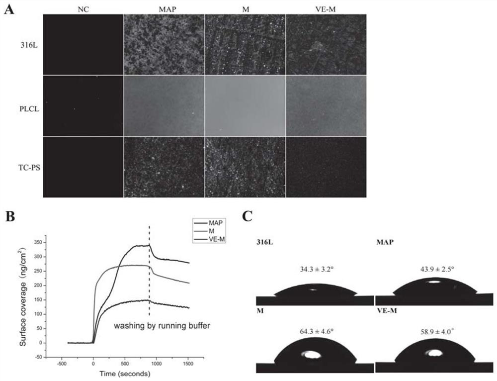 Fusion protein for promoting endothelial repair and preparation method and application thereof