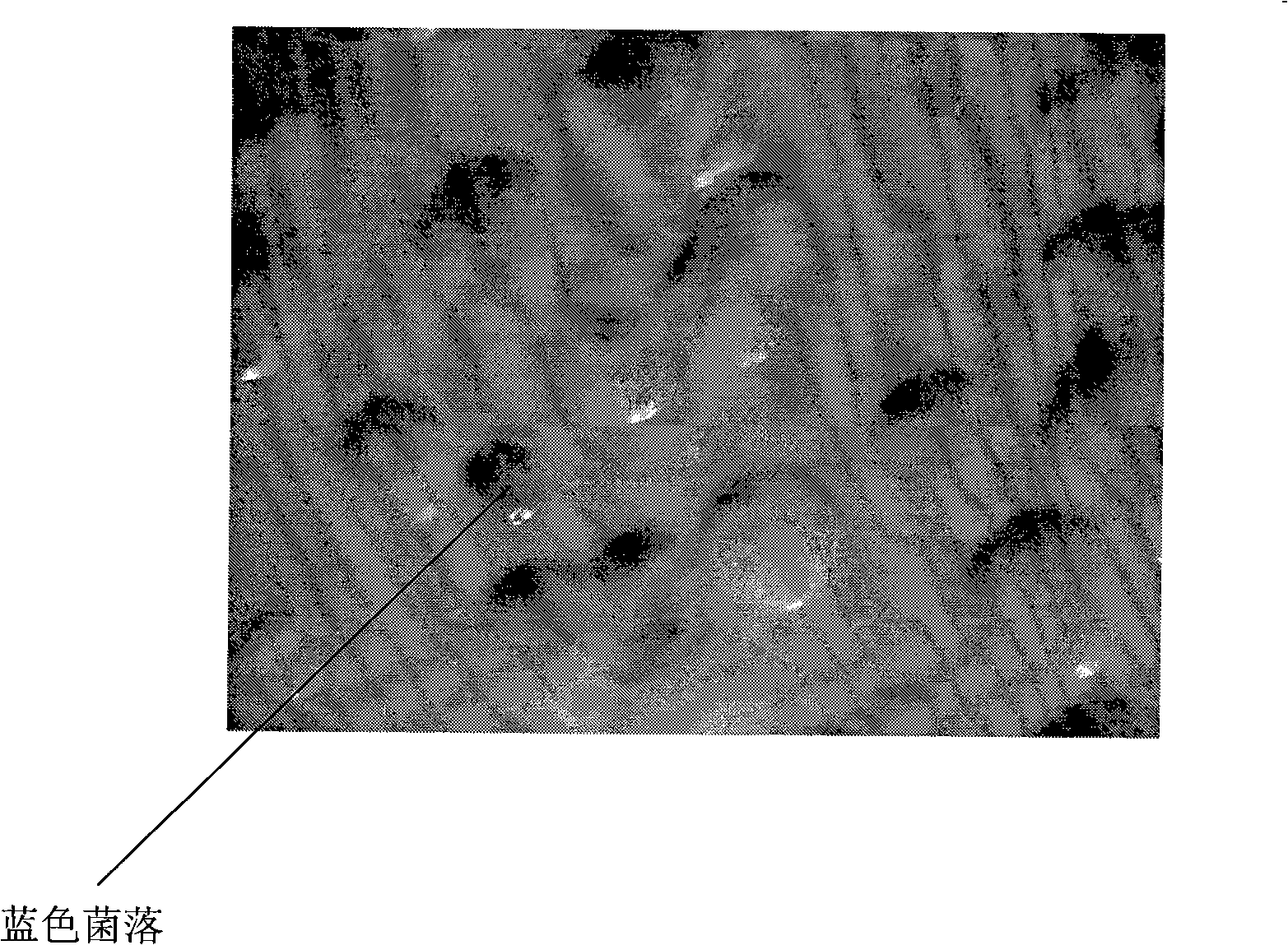 Construction of insect source antibiotic protein/peptide gene and screening method thereof