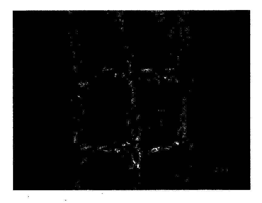 Tissue engineering tendon scaffold reinforcement with square meshed structure