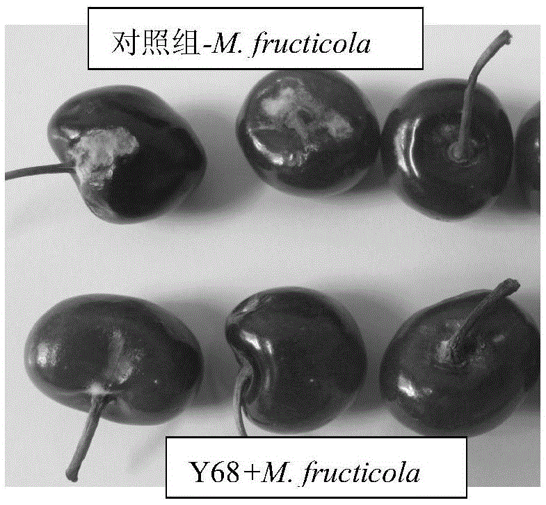 A kind of Hansenula viticola and its application
