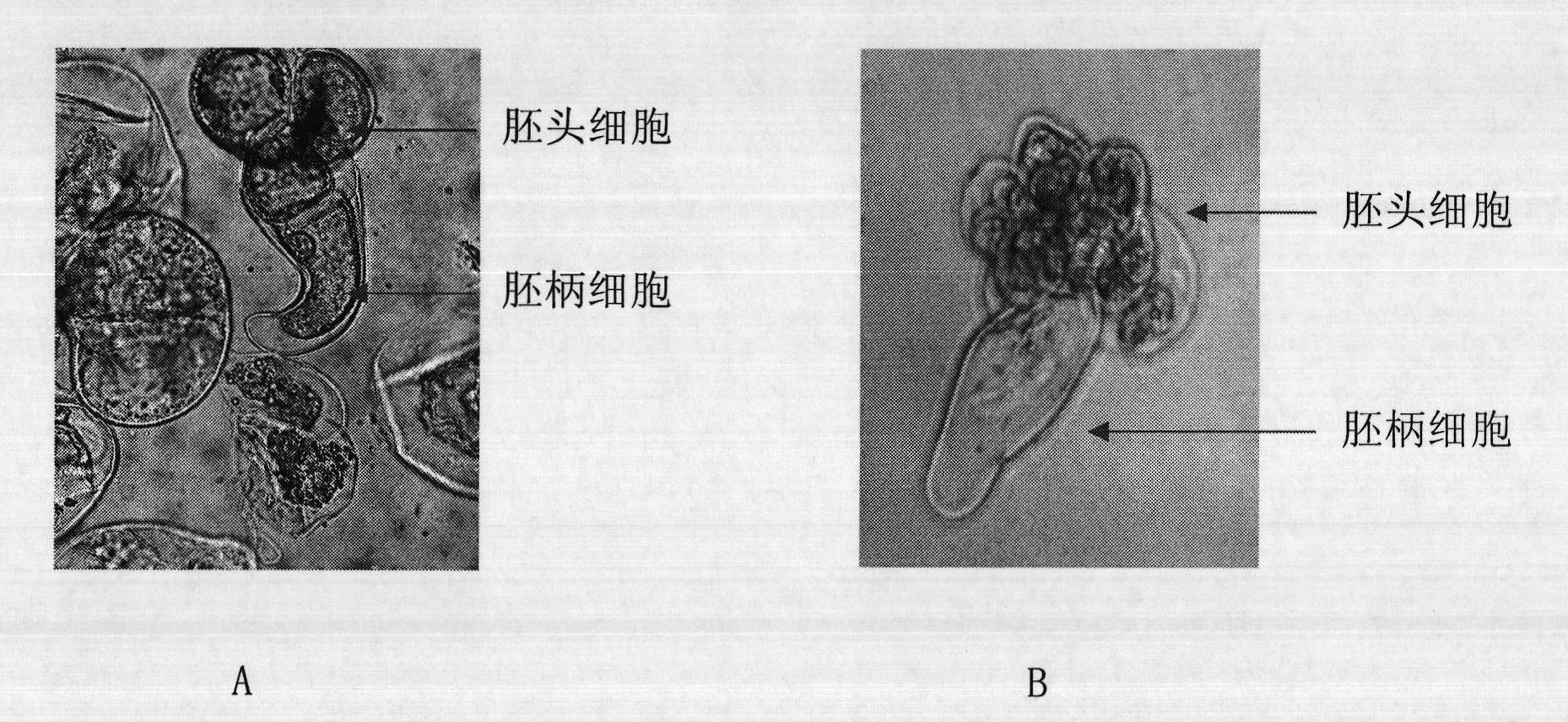 Succeeding preservation method for embryogenic callus of China fir and subculture medium used therein