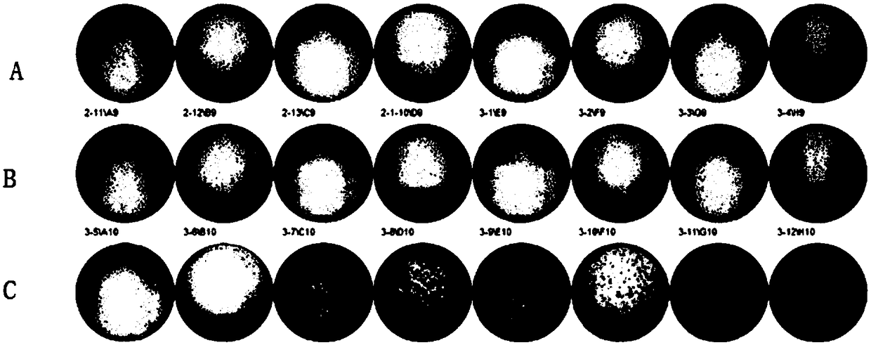 Antigenic peptide chain group for treating tumor and application thereof in medicine