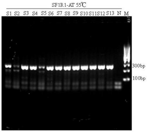 DNA molecule identification method of scorpion medicinal materials in Naoxintong preparation