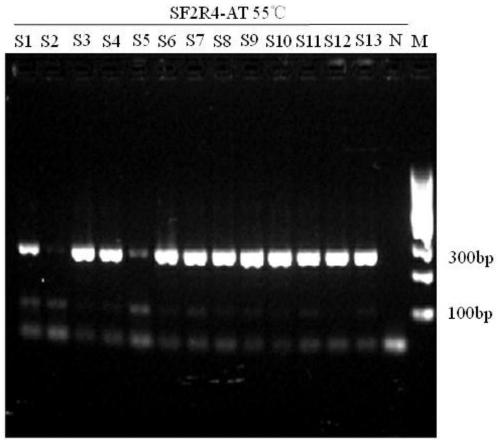 DNA molecule identification method of scorpion medicinal materials in Naoxintong preparation