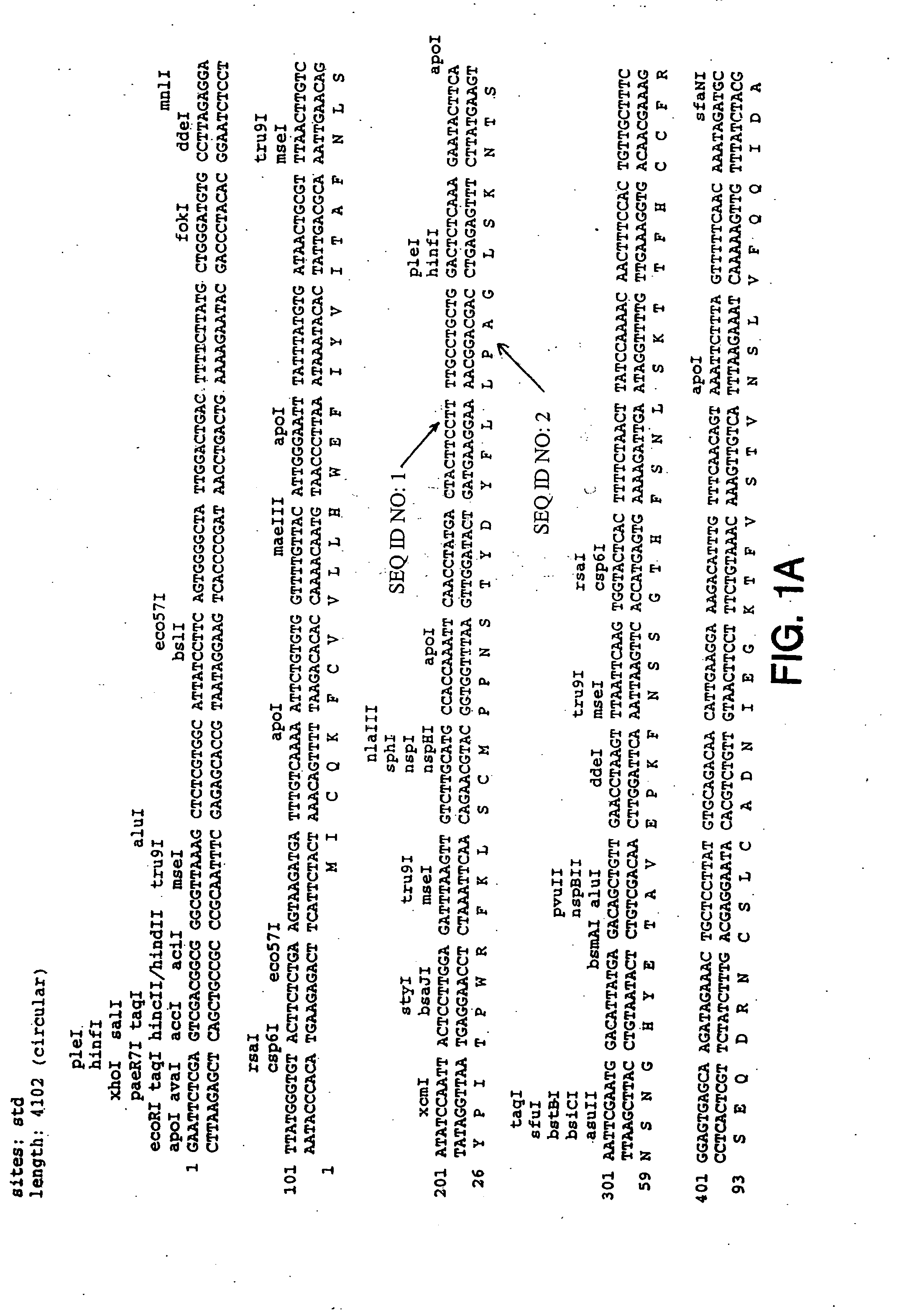 WSX receptor agonist antibodies