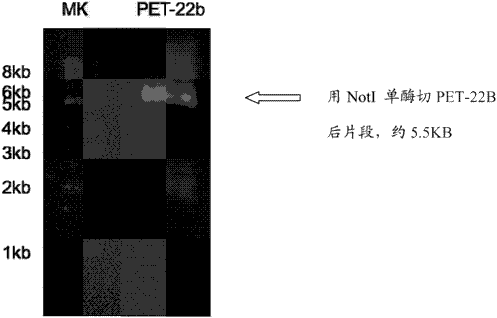MG53 (mitsugumin53) mutant as well as preparation method and application thereof