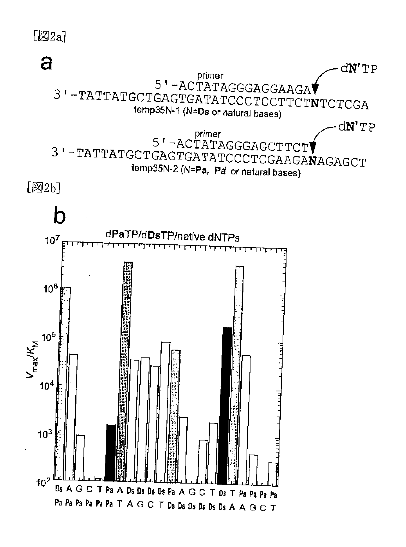 Method for replicating nucleic acids and novel unnatural base pairs