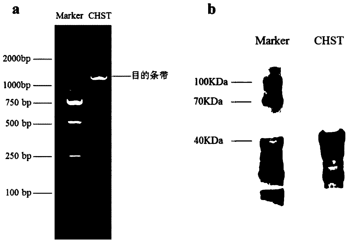 Kelp carbohydrate sulfotransferase gene and application thereof