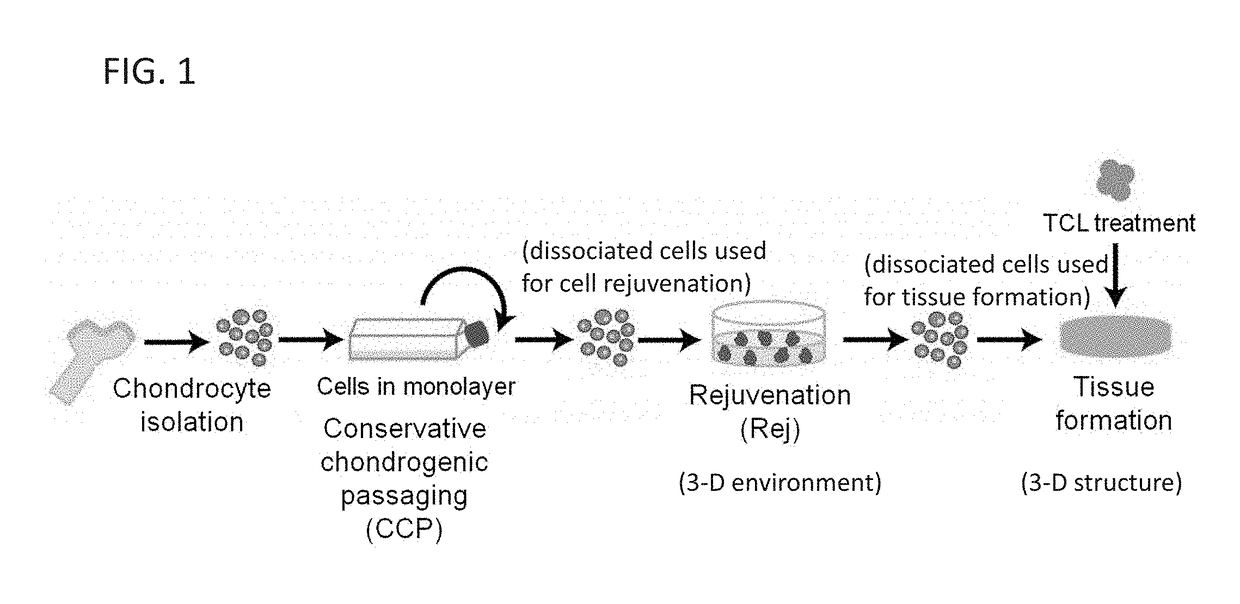 Methods and systems for conserving highly expanded cells