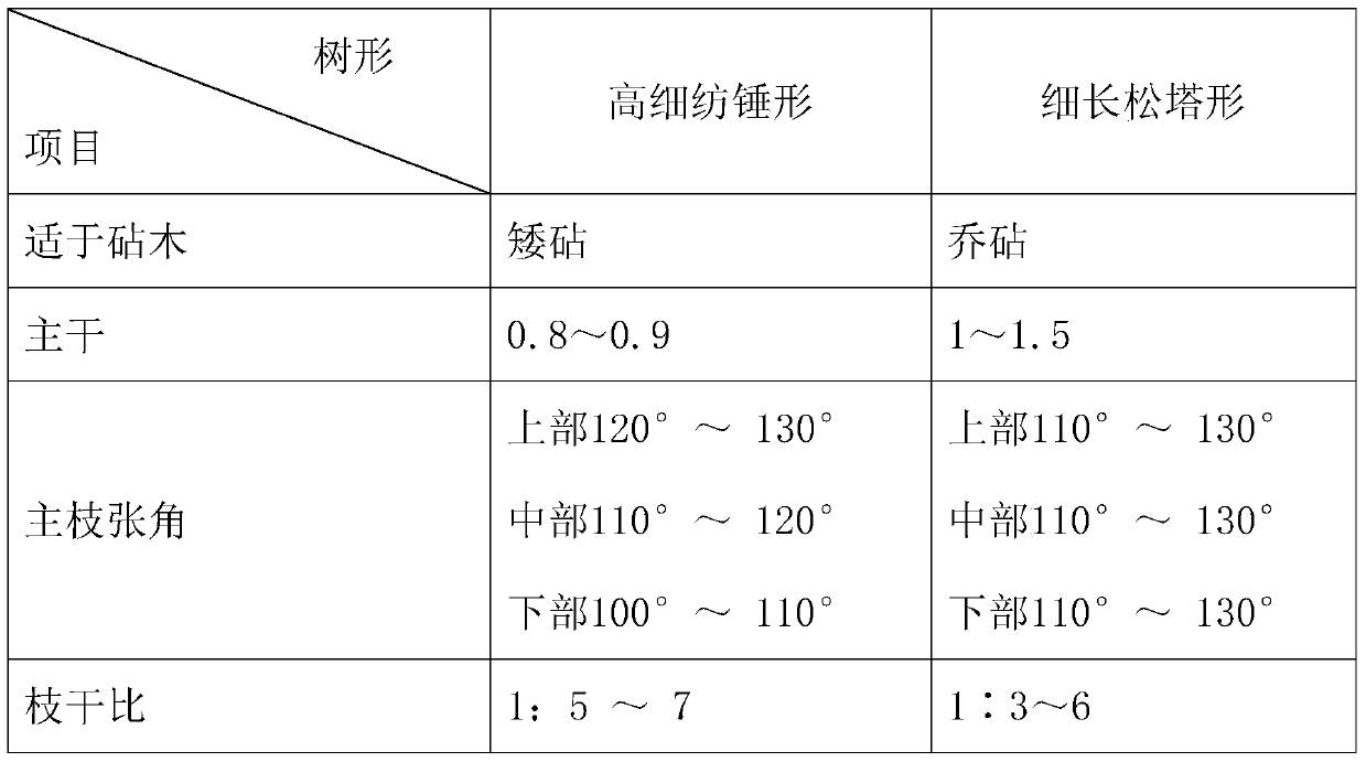 The shape of slender pine-cone apple tree and its pruning method