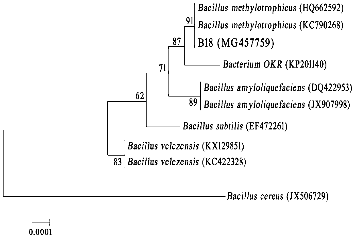 Preparation and application of a methylotrophic bacillus b18 and its liquid preparation