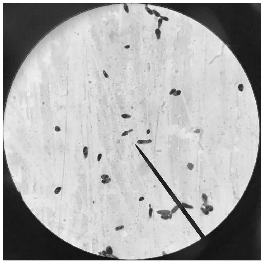 A strain of Bacillus arborii gh-9 and its application