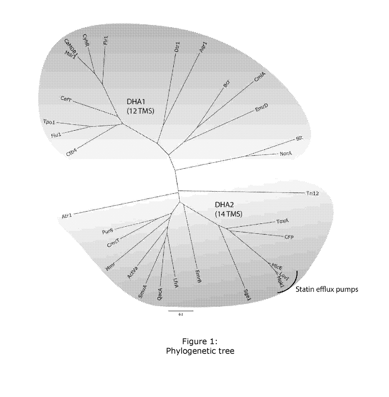 Statin resistance and export