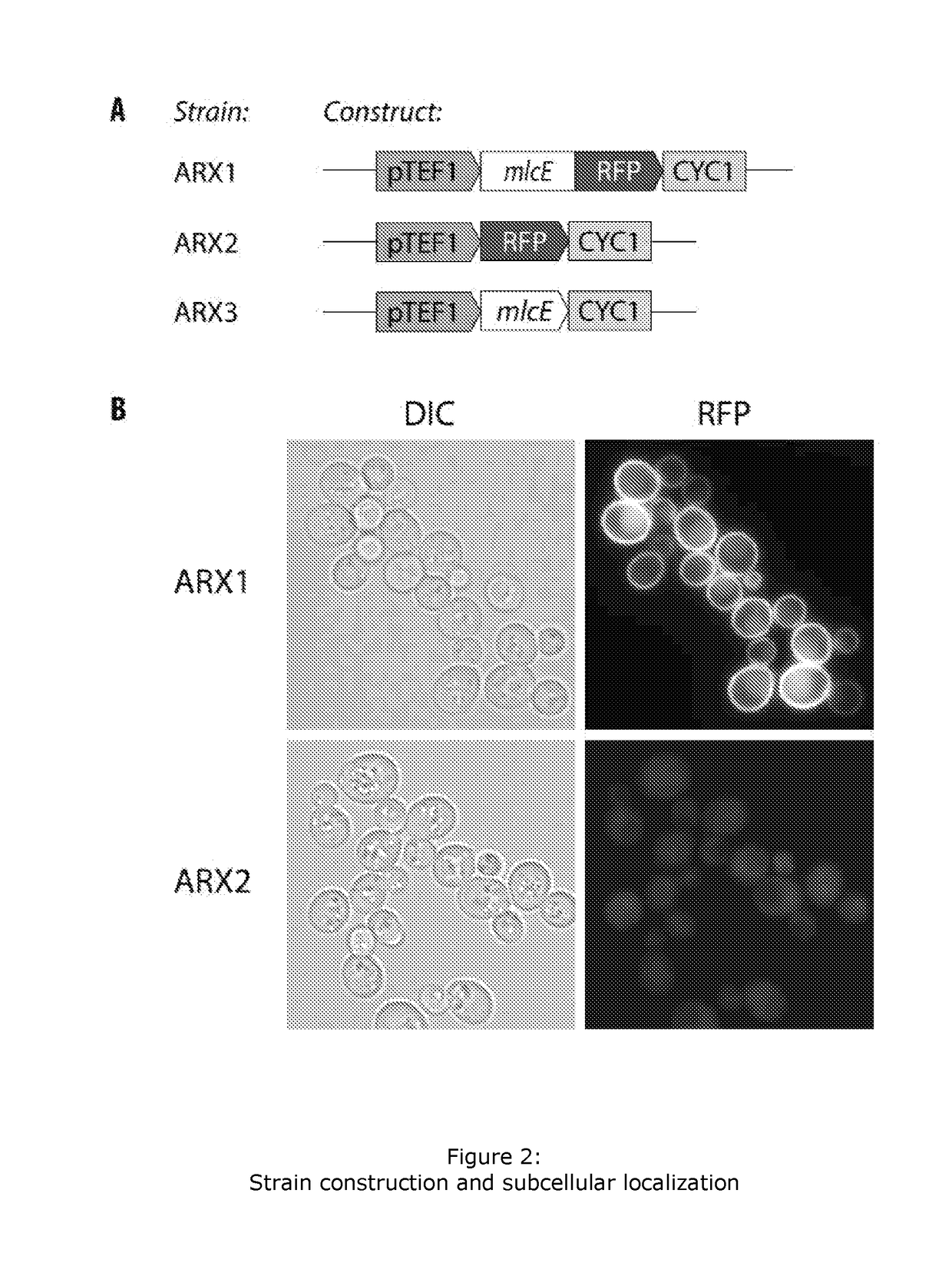 Statin resistance and export