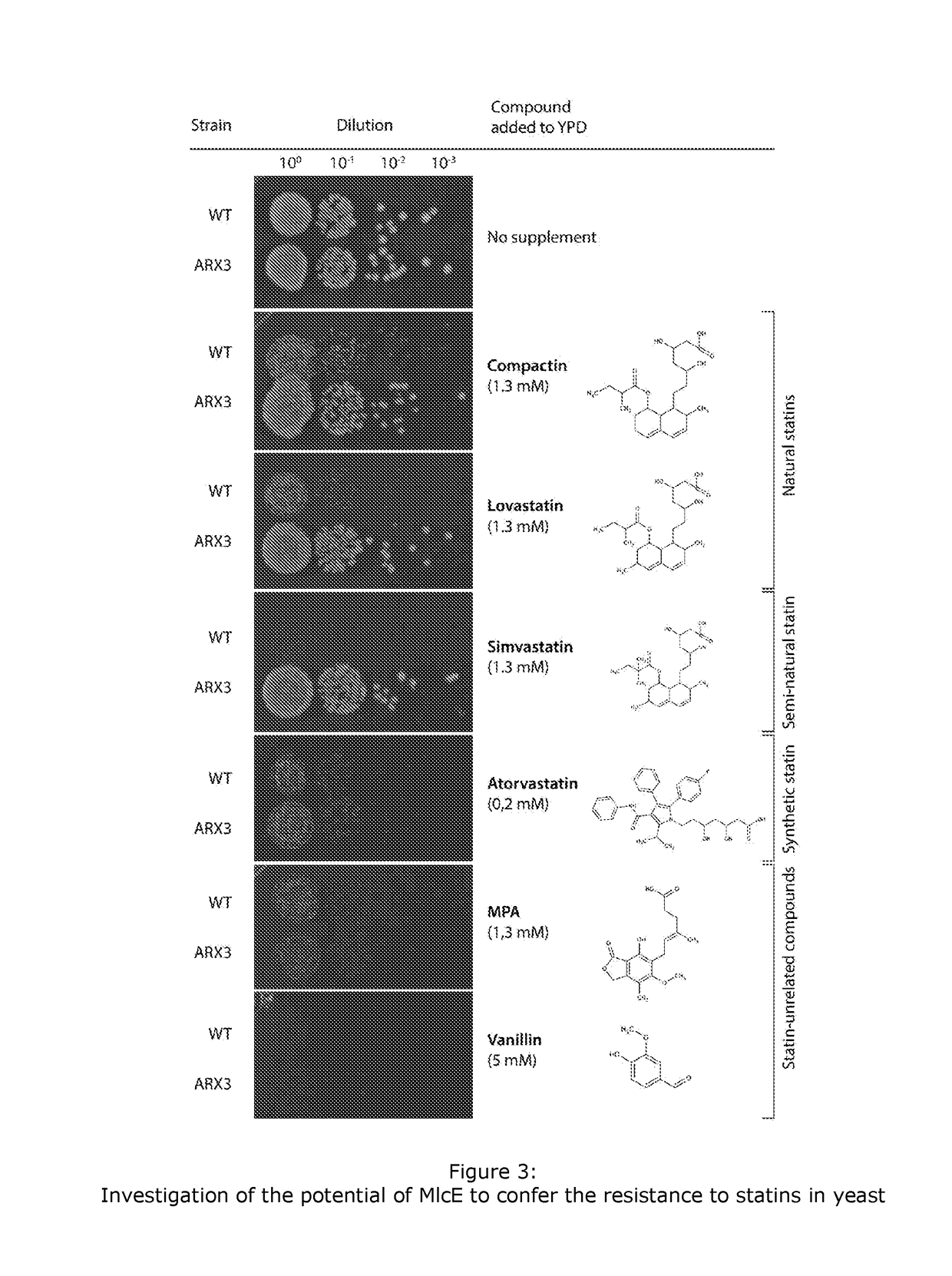 Statin resistance and export