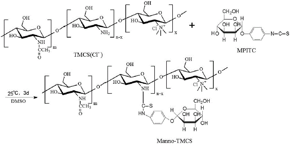 Preparation method of mannose-grafted trimethyl chitosan and application of preparation method
