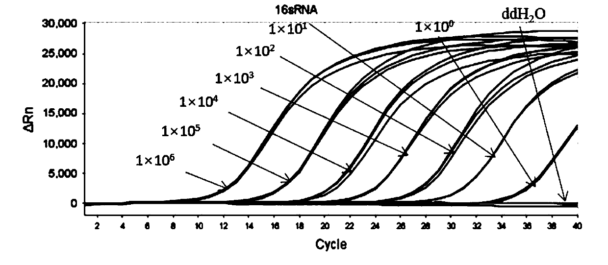 TaqMan probe quantitative detection method for detecting pseudomonas putida and corresponding kit