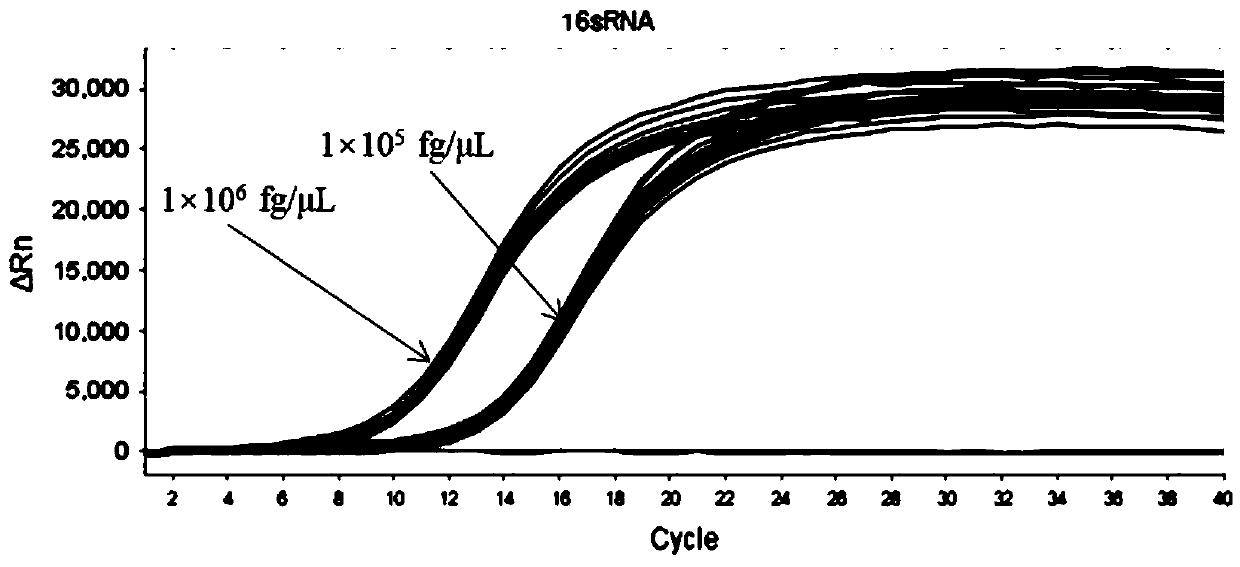 TaqMan probe quantitative detection method for detecting pseudomonas putida and corresponding kit