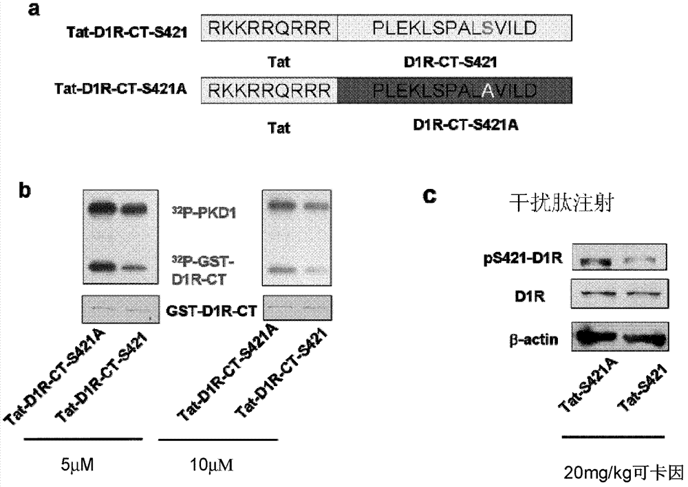 High-motion-activity polypeptide capable of inhibiting cocaine induction and application thereof