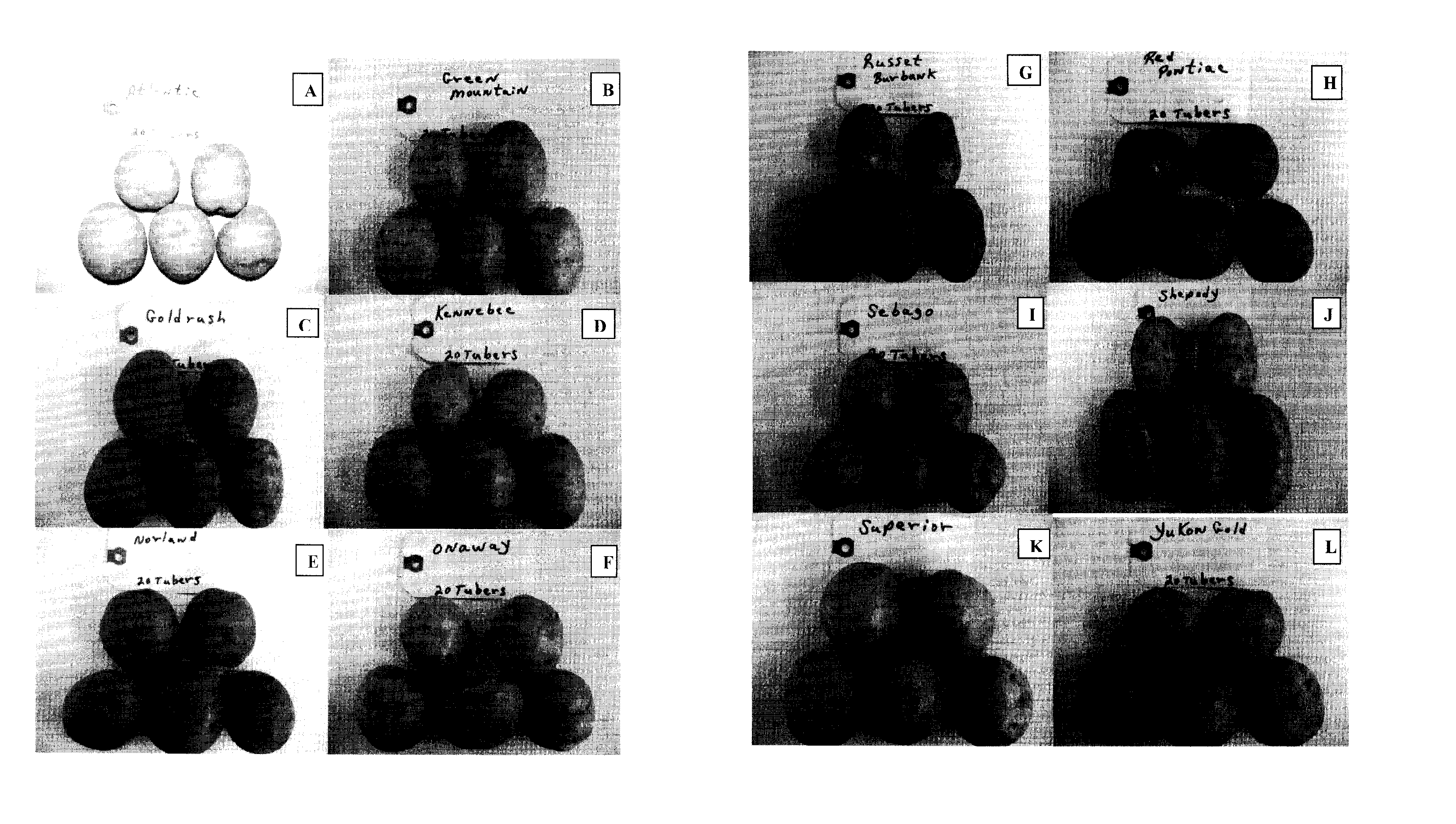 Compositions and methods for preventing and treating diseases and environmentally induced health disorders