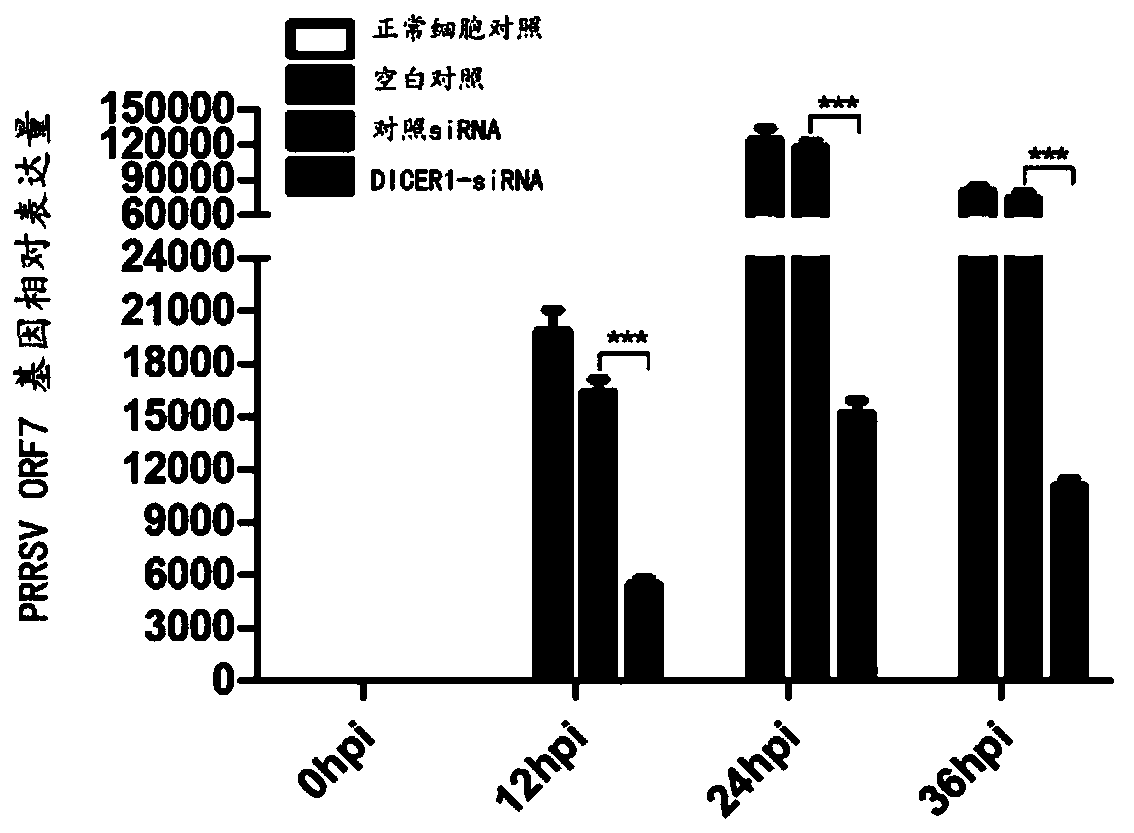 Application of DICER1 gene and siRNA thereof