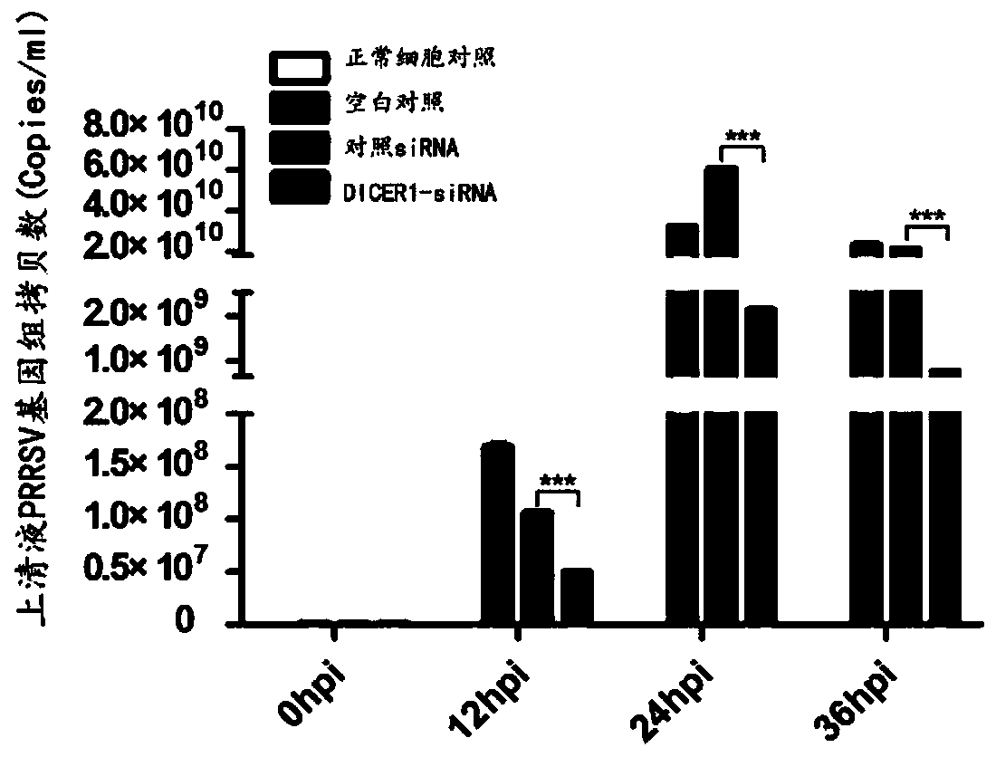 Application of DICER1 gene and siRNA thereof
