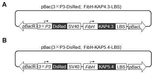 Application of sheep KAP gene in mechanical property improvement and dyeing property improvement of natural silk, and recombinant expression vector of the KAP gene