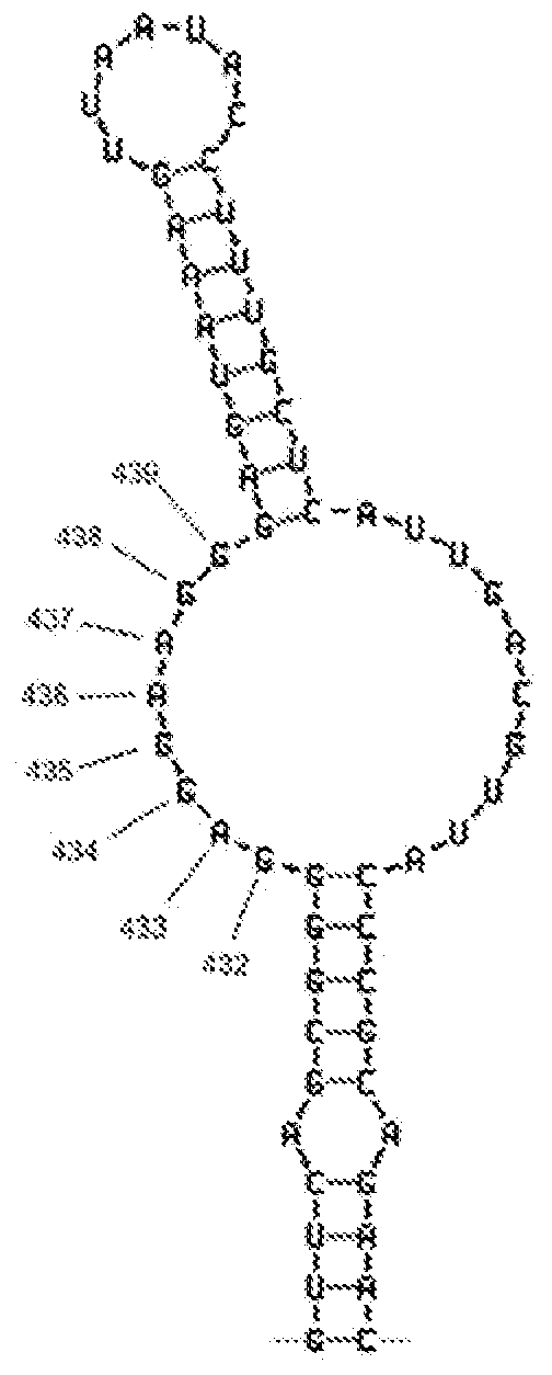 Probes and methods for detection of pathogens and antibiotic resistance