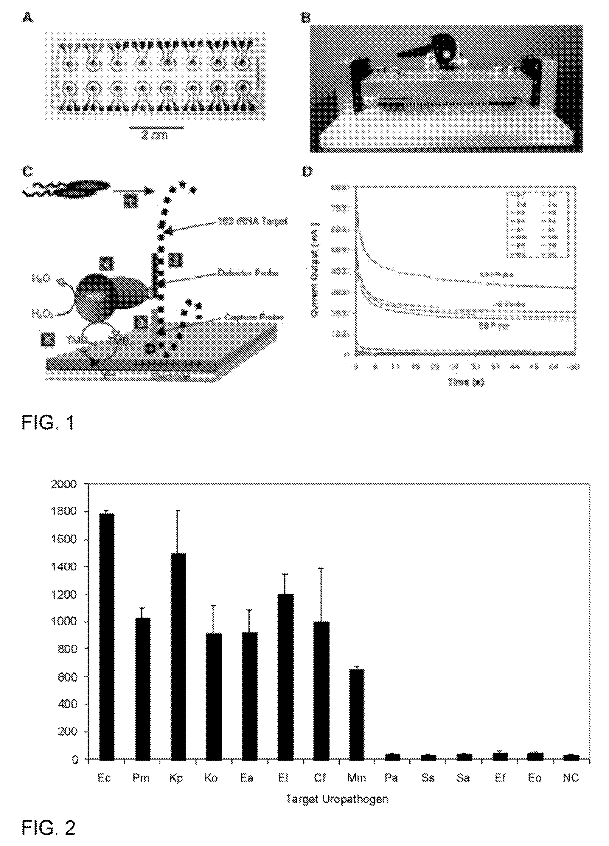 Probes and methods for detection of pathogens and antibiotic resistance