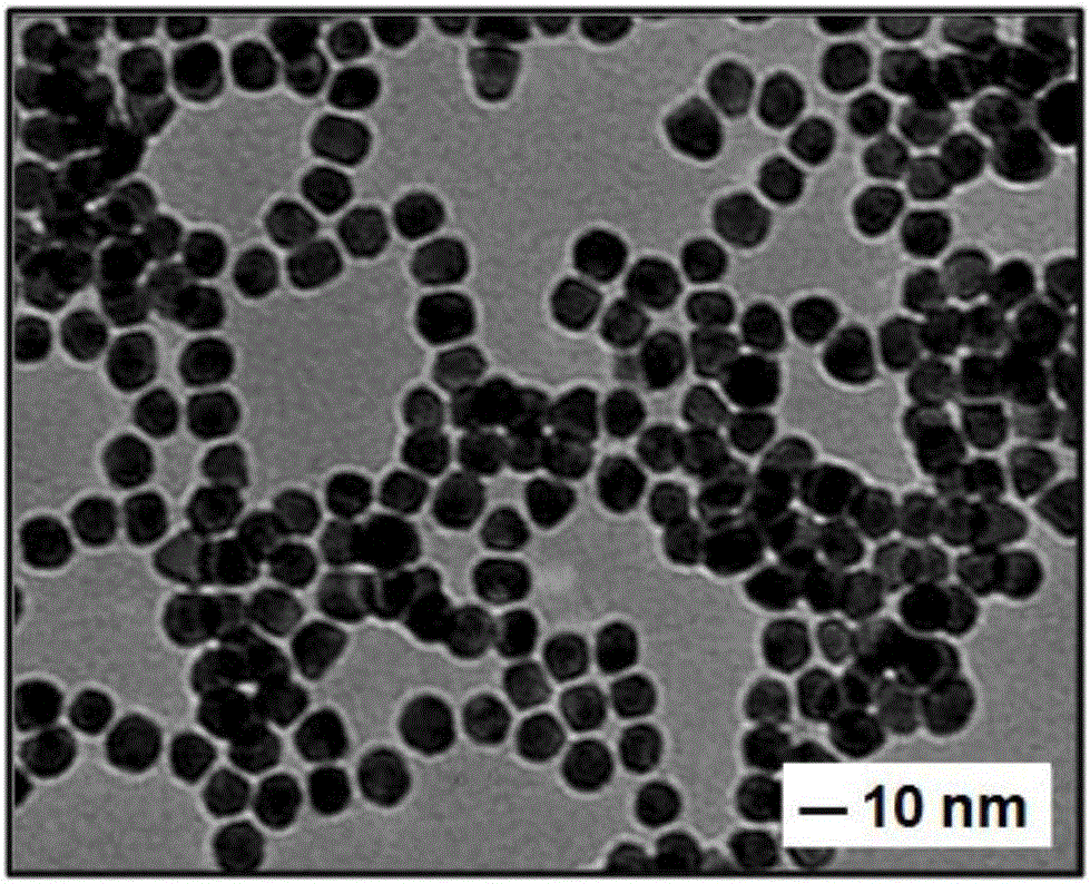 Cyanine dye-nanogold SERS probe and preparation method thereof